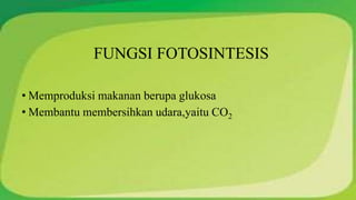FUNGSI FOTOSINTESIS 
• Memproduksi makanan berupa glukosa 
• Membantu membersihkan udara,yaitu CO2 
 