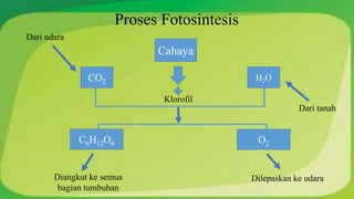 Proses Fotosintesis 
CO2 
O2 
Cahaya 
H2O 
C6H12O6 
Klorofil 
Dari tanah 
Dari udara 
Diangkut ke semua Dilepaskan ke udara 
bagian tumbuhan 
 
