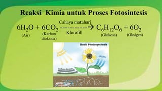 Reaksi Kimia untuk Proses Fotosintesis 
6H2O + 6CO2 ----------- C6H12O6 + 6O2 
(Karbon 
dioksida) 
(Air) (Glukosa) 
(Oksigen) 
Cahaya matahari 
Klorofil 
 