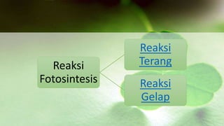 Reaksi 
Fotosintesis 
Reaksi 
Terang 
Reaksi 
Gelap 
 