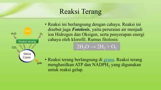 Reaksi Terang 
• Reaksi ini berlangsung dengan cahaya. Reaksi ini 
disebut juga Fotolosis, yaitu peruraian air menjadi 
ion Hidrogen dan Oksigen, serta penyerapan energi 
cahaya oleh klorofil. Rumus fitolosis: 
2H2O → 2H2 + O2 
• Reaksi terang berlangsung di grana. Reaksi terang 
menghasilkan ATP dan NADPH2 yang digunakan 
untuk reaksi gelap. 
 
