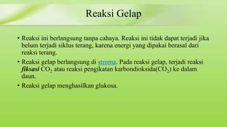 Reaksi Gelap 
• Reaksi ini berlangsung tanpa cahaya. Reaksi ini tidak dapat terjadi jika 
belum terjadi siklus terang, karena energi yang dipakai berasal dari 
reaksi terang. 
• Reaksi gelap berlangsung di stroma. Pada reaksi gelap, terjadi reaksi 
fiksasi CO2 atau reaksi pengikatan karbondioksida(CO2) ke dalam 
daun. 
• Reaksi gelap menghasilkan glukosa. 
 