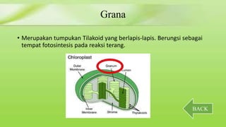 Grana 
• Merupakan tumpukan Tilakoid yang berlapis-lapis. Berungsi sebagai 
tempat fotosintesis pada reaksi terang. 
BACK 
 