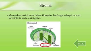 Stroma 
• Merupakan matriks cair dalam kloroplas. Berfungsi sebagai tempat 
fotosintesis pada reaksi gelap. 
BACK 
 