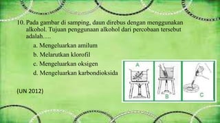 10. Pada gambar di samping, daun direbus dengan menggunakan 
alkohol. Tujuan penggunaan alkohol dari percobaan tersebut 
adalah…. 
a. Mengeluarkan amilum 
b. Melarutkan klorofil 
c. Mengeluarkan oksigen 
d. Mengeluarkan karbondioksida 
(UN 2012) 
 