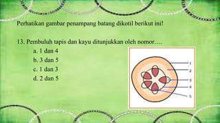 Perhatikan gambar penampang batang dikotil berikut ini! 
13. Pembuluh tapis dan kayu ditunjukkan oleh nomor…. 
a. 1 dan 4 
b. 3 dan 5 
c. 1 dan 3 
d. 2 dan 5 
 