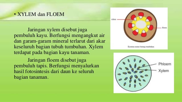 Proses Fotosintesis Terjadi Di Dalam Bagian Tubuh Tumbuhan Yang Disebut