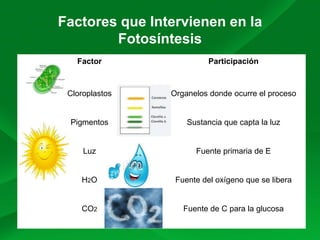 Factores que Intervienen en la
Fotosíntesis
Factor Participación
Cloroplastos
Pigmentos
Luz
H2O
CO2
Organelos donde ocurre el proceso
Sustancia que capta la luz
Fuente primaria de E
Fuente del oxígeno que se libera
Fuente de C para la glucosa
 