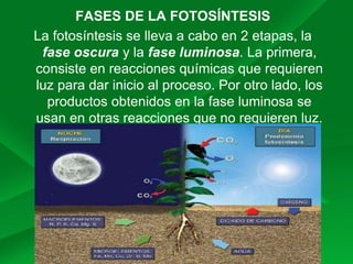 FASES DE LA FOTOSÍNTESIS
La fotosíntesis se lleva a cabo en 2 etapas, la
fase oscura y la fase luminosa. La fase
luminosa, consiste en reacciones químicas que
requieren luz para dar inicio al proceso; y sus
productos se usan en otras reacciones que no
requieren luz.
 
