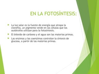 EN LA FOTOSÍNTESIS:
 La luz solar es la fuente de energía que atrapa la
clorofila, un pigmento verde en las células que los
autótrofos utilizan para la fotosíntesis.
 El bióxido de carbono y el agua son las materias primas.
 Las enzimas y las coenzimas controlan la síntesis de
glucosa, a partir de las materias primas.
 