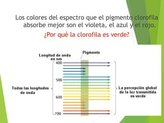 Los colores del espectro que el pigmento clorofila
absorbe mejor son el violeta, el azul y el rojo.
¿Por qué la clorofila es verde?
 