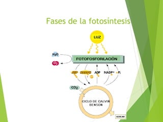 Fases de la fotosíntesis
 