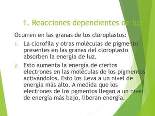 1. Reacciones dependientes de luz
Ocurren en las granas de los cloroplastos:
1. La clorofila y otras moléculas de pigmento
presentes en las granas del cloroplasto
absorben la energía de luz.
2. Esto aumenta la energía de ciertos
electrones en las moléculas de los pigmentos
activándolos. Esto los lleva a un nivel de
energía más alto. A medida que los
electrones de los pgmentos llegan a un nivel
de energía más bajo, liberan energía.
 