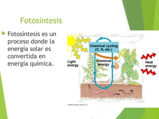 Fotosíntesis
 Fotosíntesis es un
proceso donde la
energía solar es
convertida en
energía química.
 