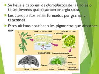  Se lleva a cabo en los cloroplastos de las hojas o
tallos jóvenes que absorben energía solar.
 Los cloroplastos están formados por granas y
tilacoides.
 Estos últimos contienen los pigmentos que absorben
energía del sol.
 