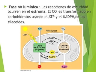  Fase no lumínica : Las reacciones de oscuridad
ocurren en el estroma. El CO2
es transformado en
carbohidratos usando el ATP y el NADPH2
de los
tilacoides.
 
