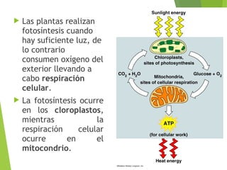  Las plantas realizan
fotosíntesis cuando
hay suficiente luz, de
lo contrario
consumen oxígeno del
exterior llevando a
cabo respiración
celular.
 La fotosíntesis ocurre
en los cloroplastos,
mientras la
respiración celular
ocurre en el
mitocondrio.
 