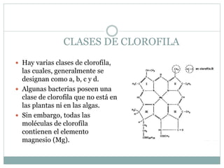 CLASES DE CLOROFILA
 Hay varias clases de clorofila,
las cuales, generalmente se
designan como a, b, c y d.
 Algunas bacterias poseen una
clase de clorofila que no está en
las plantas ni en las algas.
 Sin embargo, todas las
moléculas de clorofila
contienen el elemento
magnesio (Mg).
 