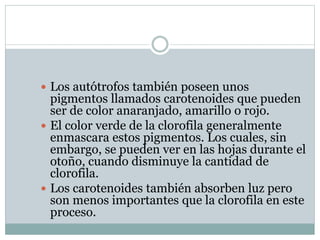 Los autótrofos también poseen unos
pigmentos llamados carotenoides que pueden
ser de color anaranjado, amarillo o rojo.
 El color verde de la clorofila generalmente
enmascara estos pigmentos. Los cuales, sin
embargo, se pueden ver en las hojas durante el
otoño, cuando disminuye la cantidad de
clorofila.
 Los carotenoides también absorben luz pero
son menos importantes que la clorofila en este
proceso.
 