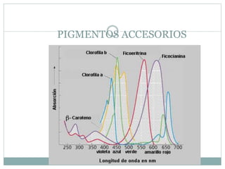 PIGMENTOS ACCESORIOS
 