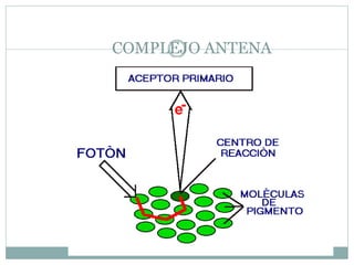 COMPLEJO ANTENA
 