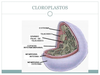 CLOROPLASTOS
 