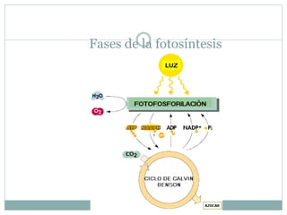 Fases de la fotosíntesis
 