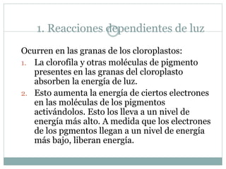 1. Reacciones dependientes de luz
Ocurren en las granas de los cloroplastos:
1. La clorofila y otras moléculas de pigmento
presentes en las granas del cloroplasto
absorben la energía de luz.
2. Esto aumenta la energía de ciertos electrones
en las moléculas de los pigmentos
activándolos. Esto los lleva a un nivel de
energía más alto. A medida que los electrones
de los pgmentos llegan a un nivel de energía
más bajo, liberan energía.
 