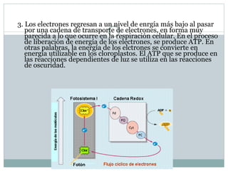 3. Los electrones regresan a un nivel de enrgía más bajo al pasar
por una cadena de transporte de electrones, en forma muy
parecida a lo que ocurre en la respiración celular. En el proceso
de liberación de energía de los electrones, se produce ATP. En
otras palabras, la energía de los elctrones se convierte en
energía utilizable en los cloroplastos. El ATP que se produce en
las reacciones dependientes de luz se utiliza en las reacciones
de oscuridad.
 