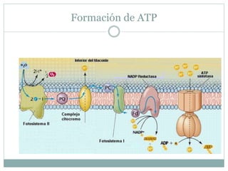 Formación de ATP
 