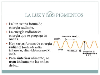 LA LUZ Y LOS PIGMENTOS
 La luz es una forma de
energía radiante.
 La energía radiante es
energía que se propaga en
ondas.
 Hay varias formas de energía
radiante (ondas de radio,
infrarrojas, ultravioletas, rayos X,
etc.).
 Para sintetizar alimento, se
usan únicamente las ondas
de luz.
 
