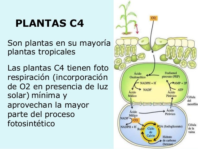 dieta metabolismo acelerado libro con el estrés