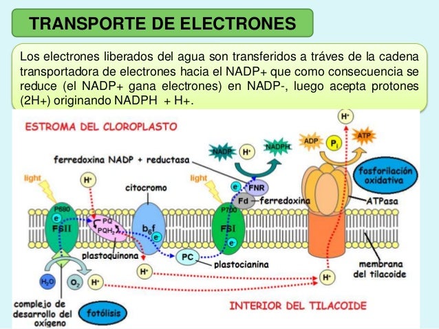 Cuales Son Los Transportadores De Electrones www.slideshare.net