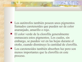  Los autótrofos también poseen unos pigmentos
llamados carotenoides que pueden ser de color
anaranjado, amarillo o rojo.
 El color verde de la clorofila generalmente
enmascara estos pigmentos. Los cuales, sin
embargo, se pueden ver en las hojas durante el
otoño, cuando disminuye la cantidad de clorofila.
 Los carotenoides también absorben luz pero son
menos importantes que la clorofila en este
proceso.
 
