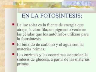 EN LA FOTOSÍNTESIS:
 La luz solar es la fuente de energía que
atrapa la clorofila, un pigmento verde en
las células que los autótrofos utilizan para
la fotosíntesis.
 El bióxido de carbono y el agua son las
materias primas.
 Las enzimas y las coenzimas controlan la
síntesis de glucosa, a partir de las materias
primas.
 