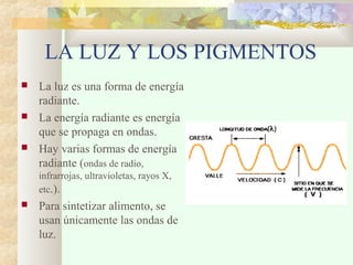 LA LUZ Y LOS PIGMENTOS
 La luz es una forma de energía
radiante.
 La energía radiante es energía
que se propaga en ondas.
 Hay varias formas de energía
radiante (ondas de radio,
infrarrojas, ultravioletas, rayos X,
etc.).
 Para sintetizar alimento, se
usan únicamente las ondas de
luz.
 
