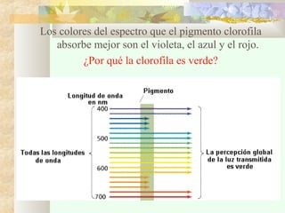 Los colores del espectro que el pigmento clorofila
absorbe mejor son el violeta, el azul y el rojo.
¿Por qué la clorofila es verde?
 