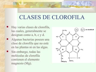 CLASES DE CLOROFILA
 Hay varias clases de clorofila,
las cuales, generalmente se
designan como a, b, c y d.
 Algunas bacterias poseen una
clase de clorofila que no está
en las plantas ni en las algas.
 Sin embargo, todas las
moléculas de clorofila
contienen el elemento
magnesio (Mg).
 