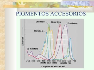 PIGMENTOS ACCESORIOS
 