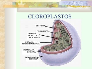 CLOROPLASTOS
 