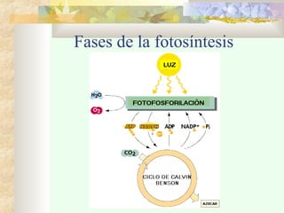 Fases de la fotosíntesis
 
