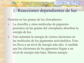 1. Reacciones dependientes de luz
Ocurren en las granas de los cloroplastos:
1. La clorofila y otras moléculas de pigmento
presentes en las granas del cloroplasto absorben la
energía de luz.
2. Esto aumenta la energía de ciertos electrones en
las moléculas de los pigmentos activándolos. Esto
los lleva a un nivel de energía más alto. A medida
que los electrones de los pgmentos llegan a un
nivel de energía más bajo, liberan energía.
 