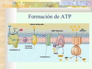 Formación de ATP
 