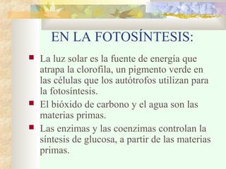 EN LA FOTOSÍNTESIS:
 La luz solar es la fuente de energía que
atrapa la clorofila, un pigmento verde en
las células que los autótrofos utilizan para
la fotosíntesis.
 El bióxido de carbono y el agua son las
materias primas.
 Las enzimas y las coenzimas controlan la
síntesis de glucosa, a partir de las materias
primas.
 