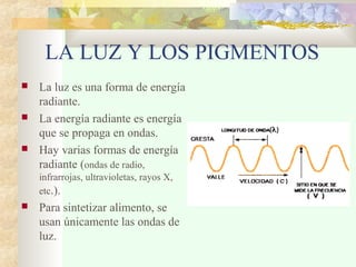 LA LUZ Y LOS PIGMENTOS
 La luz es una forma de energía
radiante.
 La energía radiante es energía
que se propaga en ondas.
 Hay varias formas de energía
radiante (ondas de radio,
infrarrojas, ultravioletas, rayos X,
etc.).
 Para sintetizar alimento, se
usan únicamente las ondas de
luz.
 