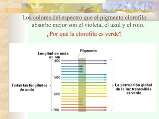 Los colores del espectro que el pigmento clorofila
absorbe mejor son el violeta, el azul y el rojo.
¿Por qué la clorofila es verde?
 