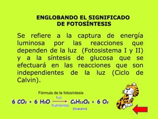 ENGLOBANDO EL SIGNIFICADO
DE FOTOSÍNTESIS
Se refiere a la captura de energía
luminosa por las reacciones que
dependen de la luz (Fotosistema I y II)
y a la síntesis de glucosa que se
efectuará en las reacciones que son
independientes de la luz (Ciclo de
Calvin).
Fórmula de la fotosíntesis
 