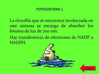 FOTOSISTEMA I
La clorofila que se encuentra involucrada en
este sistema se encarga de absorber los
fotones de luz de 700 nm.
Hay transferencia de electrones de NADP a
NADPH.
Cuadro
 