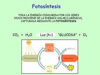 Fotosíntesis
TODA LA ENERGÍA CONSUMIDA POR LOS SERES
VIVOS PROVIENE DE LA ENERGÍA SOLAR (LUMÍNICA),
CAPTURADA MEDIANTE LA FOTOSÍNTESIS
CO2 H2O “GLUCOSA” O2
Luz (hn)
+ +
 