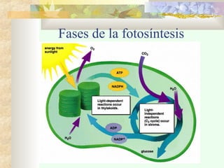 Fases de la fotosíntesis
 